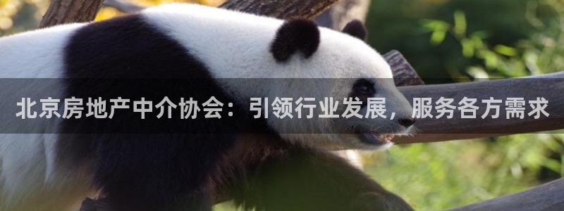 新宝5彩票平台登陆：北京房地产中介协会：引领行业发展，服务各