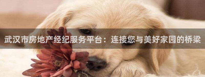 新宝5：武汉市房地产经纪服务平台：连接您与美好家园的桥梁