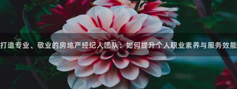 新宝5怎么代理