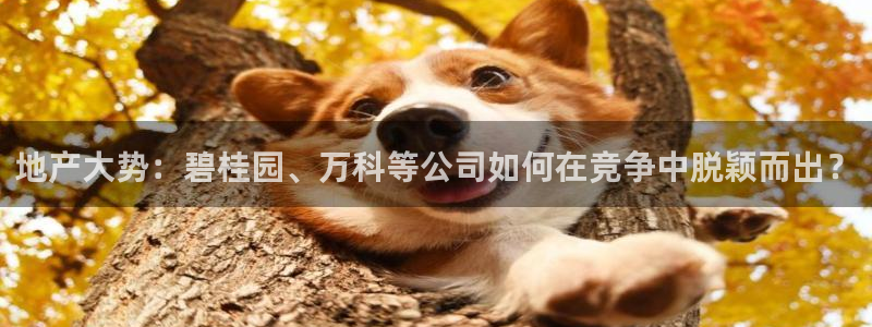 皇冠新宝5：地产大势：碧桂园、万科等公司如何在竞争中脱颖而出