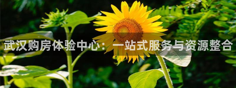 新宝5登陆地址：武汉购房体验中心：一站式服务与资源整合