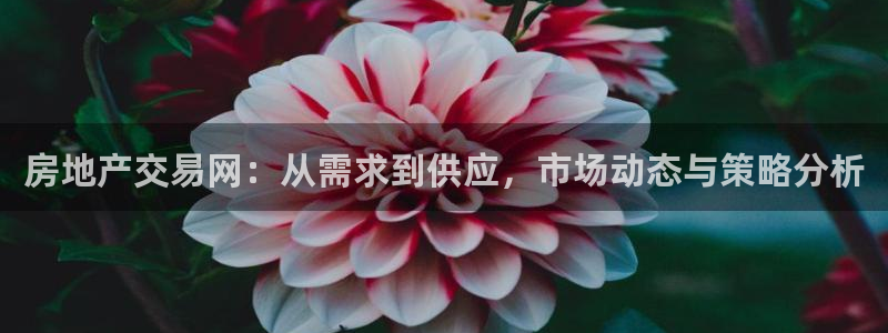 新宝集团新宝5：房地产交易网：从需求到供应，市场动态与策略分