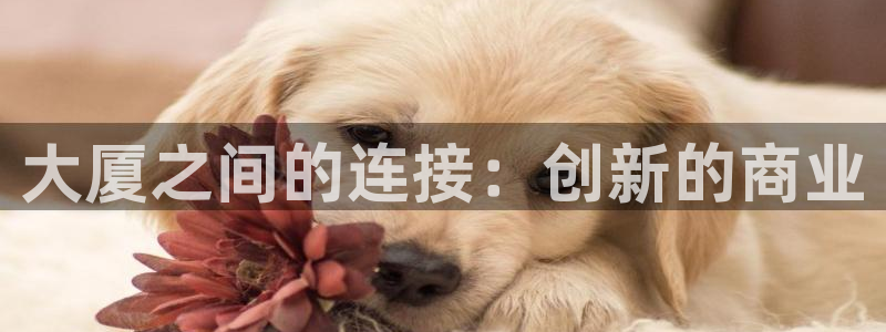 新宝5招商部：大厦之间的连接：创新的商业