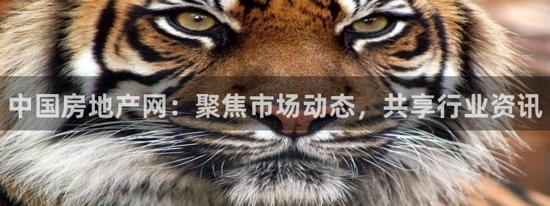 新宝5招商：中国房地产网：聚焦市场动态，共享行业资讯