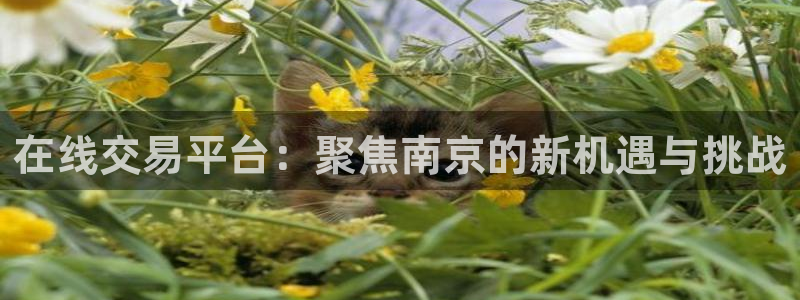 新宝5内部：在线交易平台：聚焦南京的新机遇与挑战